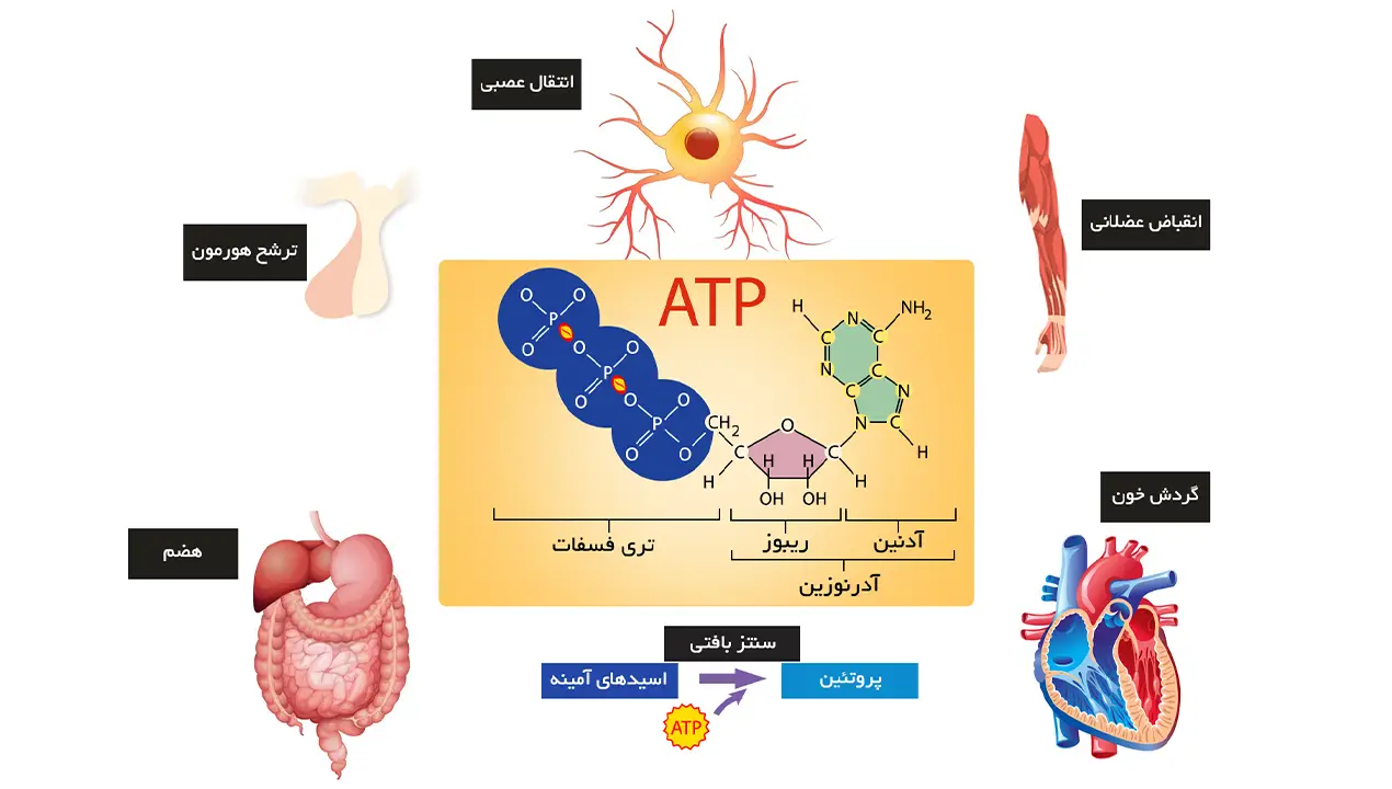 بتا-اکسیداسیون