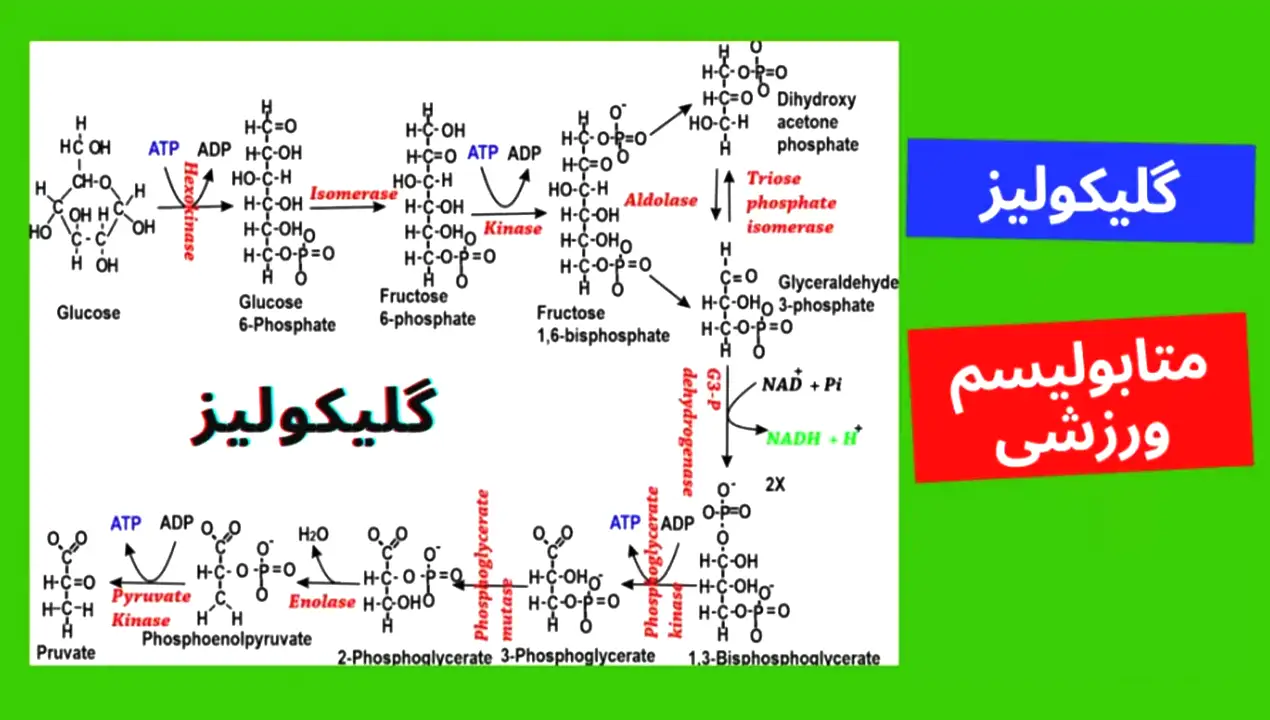 گلیکولیز
