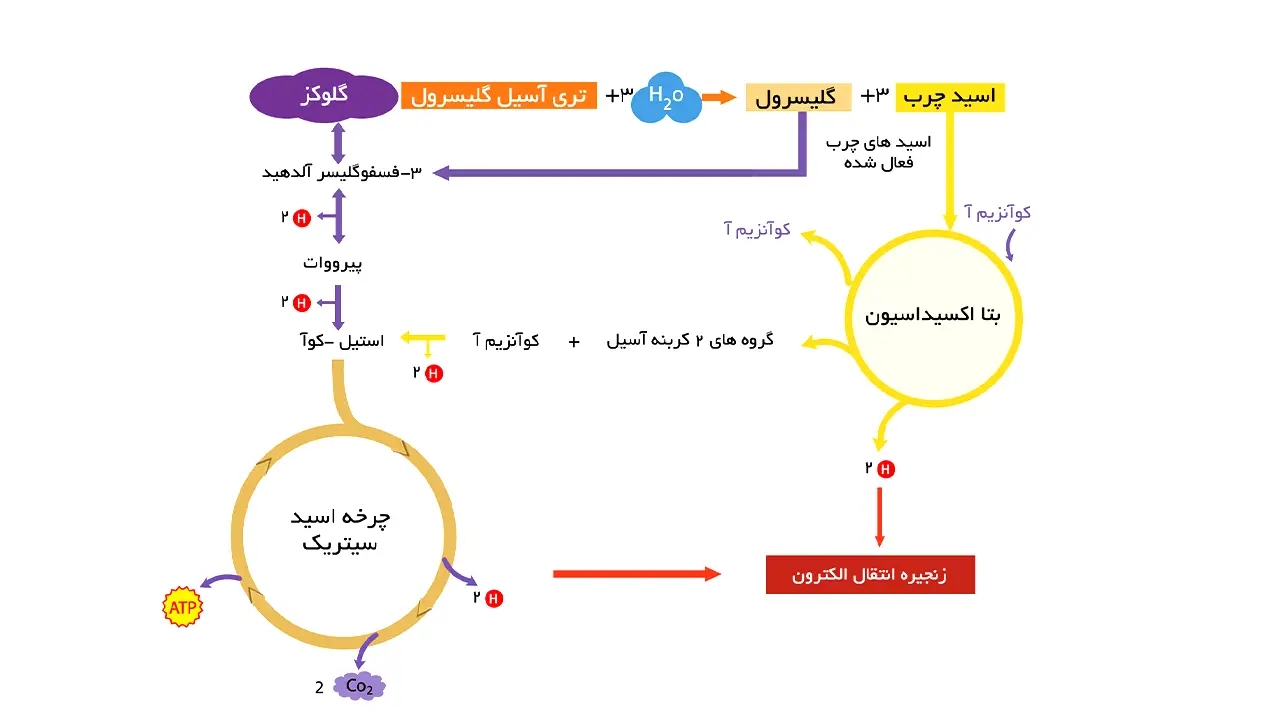 بتا-اکسیداسیون