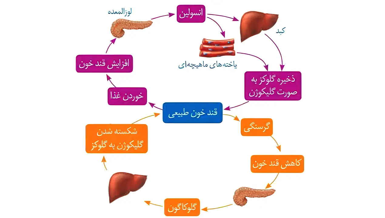 انسولین و گلوکاگون